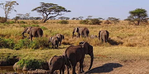 It is still not known what caused the deaths of elephants in Botswana. Photo: Wikimedia Commons