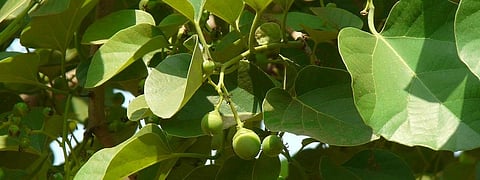 COVID-19: Coming from a tree in my backyard, meals and pickle