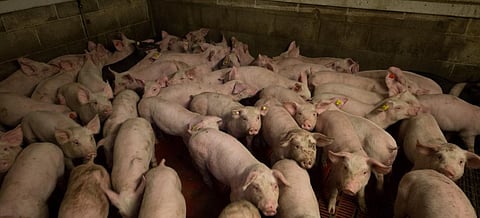 Factory farming of livestock has led to the emergence of newer zoonotic diseases. Photo: Flickr