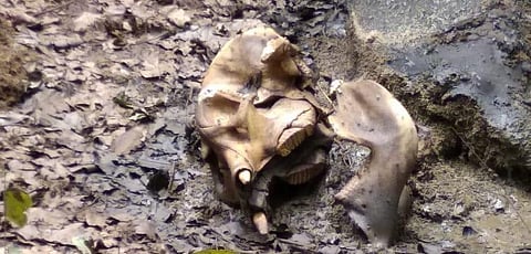 Elephant found dead in Odisha’s Keonjhar, third within a month