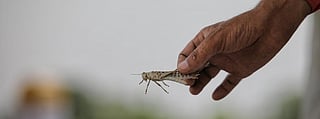 One of the locusts that passed through Dholpur, Rajasthan. Locusts have taken advantage of wind to spread to new territories in India Photo: Vikas Choudhary