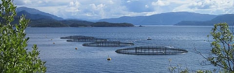 Study predicts 4 outcomes for aquaculture industry amid COVID-19 impact