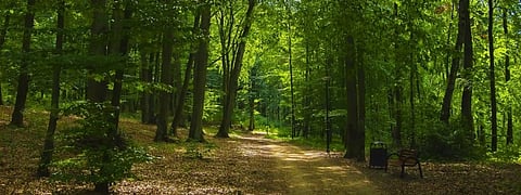 14 states have rejected 543,432 claims under the Forest Rights Act, 2006, in suo motu reviews till February 24, 2020. Photo: needpix.com