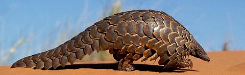 Pangolin scale seizures jumped 10 times between 2014 and 2018: UN report
