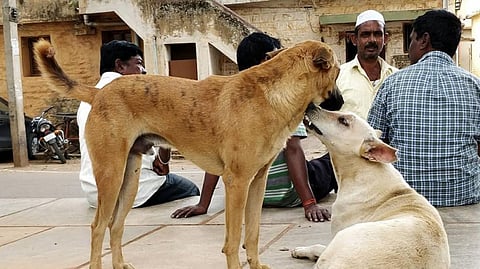 Free-ranging dogs reciprocate human behaviour towards themselves in kind, an IISER study has said. Photo: Debottam Bhattacharjee, IISER