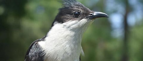 A new project by the Wildlife Institute of India and the Indian Institute of Remote Sensing has used nano technology to track the enigmatic Pied Cuckoo. Photo: Mohammad Shakur