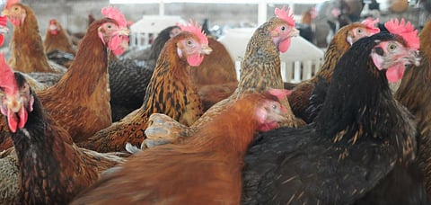 Changes in livestock systems across India and Asia have largely benefitted big corporations and conglomerates and destroyed small holders and farmers. Photo: Sayantoni Palchoudhuri / CSE