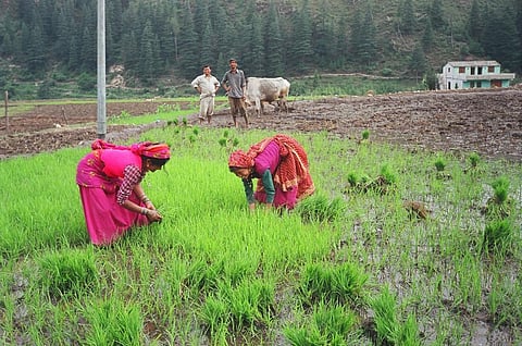 Women farmers emerging as decision-makers, innovators in wheat-based systems: Study
