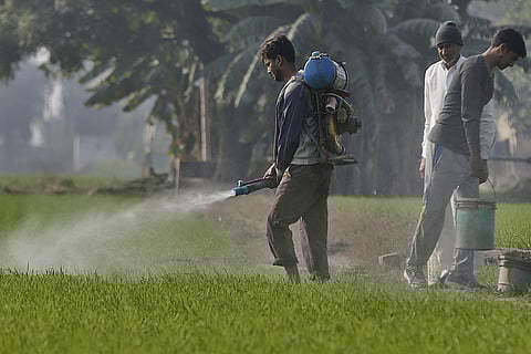 कीटनाशकों के बढ़ते उपयोग से फैल रही है सिस्टोसोमियासिस नामक बीमारी