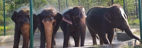 Since the commencement of operations last year, Trichy elephant rescue centre has become a refuge for many ill-treated elephants. Photo: Tamil Nadu Forest Department