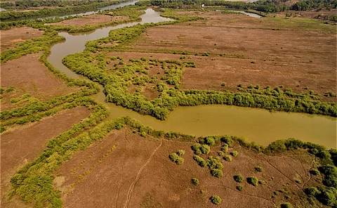 An aerial view of mangroves reclaiming khazan lands because of breaching bunds. Photo: Jason Taylor