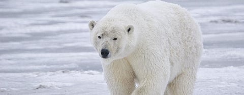 Global Eco Watch: Polar bears could become extinct by 2100, says study
