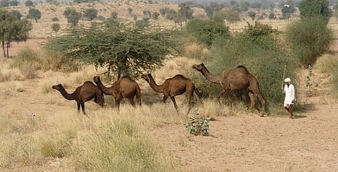 As Jaisalmer villagers fight for sacred grove, a larger question looms