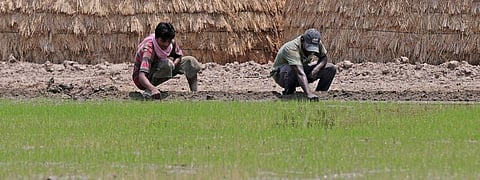 Centre launches pilot project to reduce emissions from agriculture