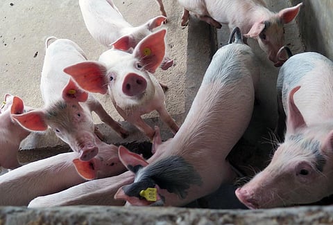 ‘African swine fever may have come to Arunachal Pradesh, Assam from Tibet’
