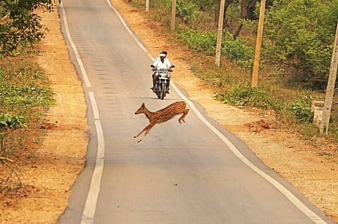 A chital crosses the Mysore-Mananthavadi highway in Nagarahole Tiger Reserve. Photo: Siva R