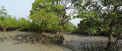Restoring mangroves in west Africa a challenge, but UNEP shows the way