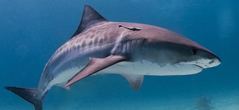 Sharks are thriving at the Kermadec Islands, but not the rest of New Zealand, amid global decline