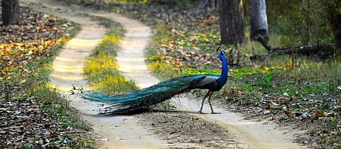 Should we celebrate the spread of peafowl in India
