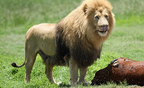 Lions are less likely to attack cattle with eyes painted on their backsides