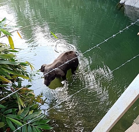 Avoiding tragic elephant deaths through policy intervention