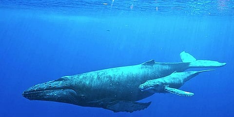 How much is a whale worth?