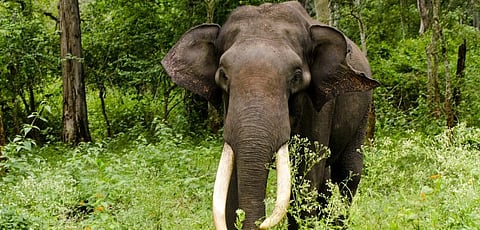 Conservationists slam draft of new government report on elephants