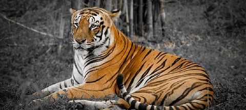 ‘Molecular data and fossils are the gold standard for research on the tiger’s origins’