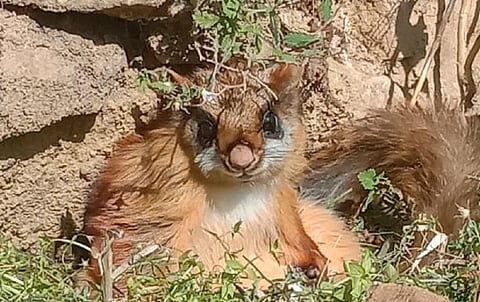 उत्तराखंड की उड़न गिलहरी