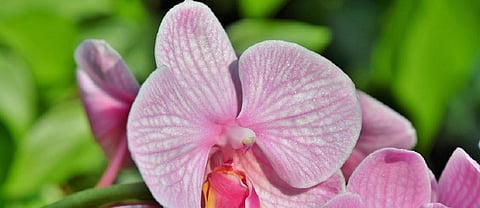 India must conserve its orchid wealth