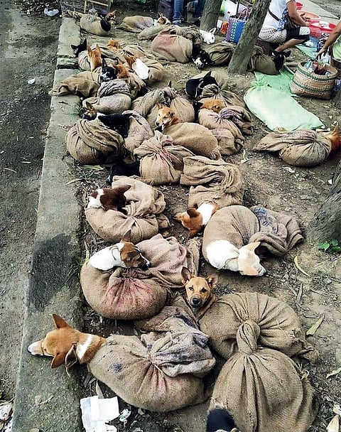 This photograph of dogs waiting to be killed for meat in Nagaland went viral on social media platforms days before the ban. Photo: @Manekagandhibjp / Twitter