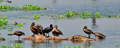 East Kolkata Wetlands: NGT warns officials for violating waste dumping norms