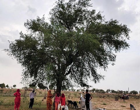 सूख रही है राजस्थान की धरोहर खेजड़ी