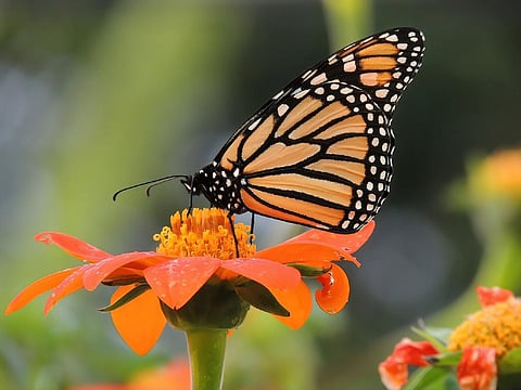 Decline in monarch butterfly population not because of migration: Study