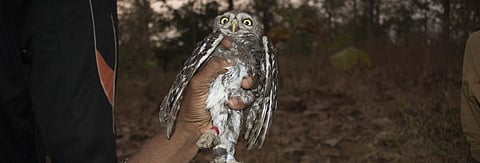 The non-profit used methods to band the forest owlet that are stressful and harmful to the species. Photo: WRCS