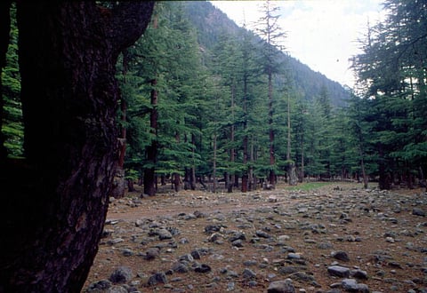 Compensatory afforestation: 70% data with ministry incorrect, writes top forest officer