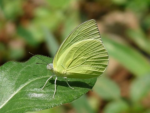 उड़ान और आकार पर असर डाल रहा है तितलियों का पलायन