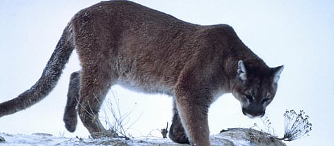 Pumas adapt behaviour to save energy for mountain survival: Study