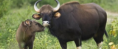 Global Eco Watch: Pregnant Gaur killed in Kerala; 6 held