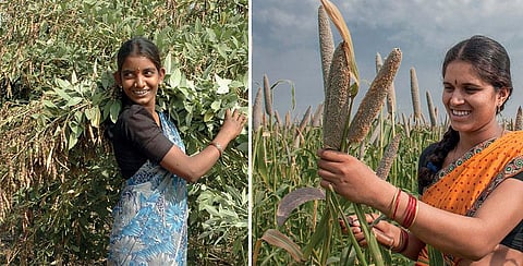चावल और गेहूं की तुलना में ज्वार, बाजरा और दाल जैसी फसलों के लिए न केवल कम पानी की जरूरत होती है बल्कि इनमें अन्य पोषक तत्व और प्रोटीन भी प्रचुर मात्रा में होते हैं। बाजरा में ग्लूकोस बहुत कम मात्रा में होता है, इसलिए डायबिटीज को नियंत्रण में रखने या इससे बचाव के लिए यह एक अच्छा विकल्प है (फोटो: विद्या सागर / इक्रीसैट)