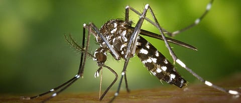 Reunion dengue study claims climate data can help predict disease outbreaks