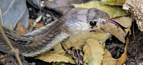 A juvenile spectacled cobra. Photo: Sumeet S Gulati