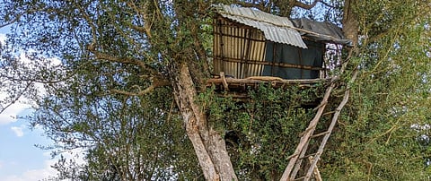 The machan, a raised tree-hut, offers a vantage point for villagers to monitor their fields. Photo: Sumeet S Gulati