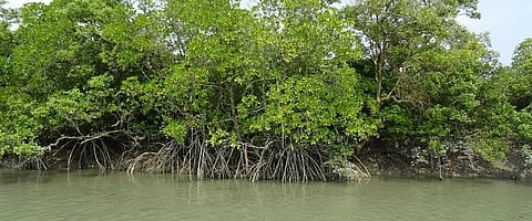 NASA maps trace causes of global mangrove habitat loss