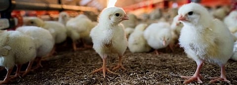 Chickens from intensive farms worries urban India, shows recent consumer research