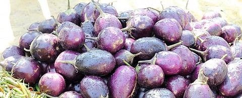 Experts slam trial for new Bt brinjal variety, cite regulatory lapses