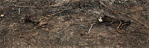 ‘US beef market is why the Pantanal is burning’