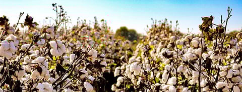 How power shaped the ‘success story’ of genetically modified cotton in Burkina Faso