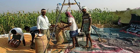 Maize farmers in South India. Photo: Piqsels