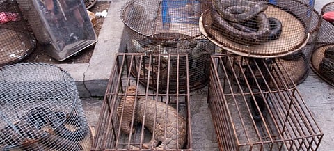 Five reasons people buy illegal wildlife products – and how to stop them